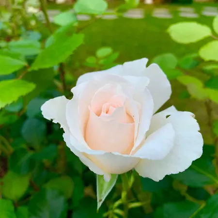 Apartamento Status Bled